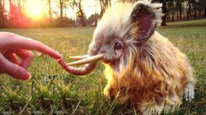 Африка Выпустила Вымерших Антилоп в Сахару и Оставила на Годы, Что Там Произошло Шокировало Мир