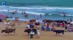 Удивительно, Как Такое Попало на Камеру?😮😮😮