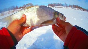 НЕ ОЖИДАЛ что ПОЙМАЮ ТАКОГО! ЛОВЛЯ белой РЫБЫ  со ЛЬДА Зимняя Рыбалка