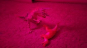 мелкий динозавр самый сильный