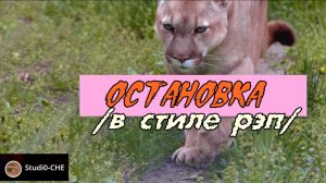 #ОСТАНОВКА-  /в стиле рэп/