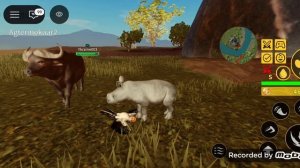 Купил носо в саванной жизни