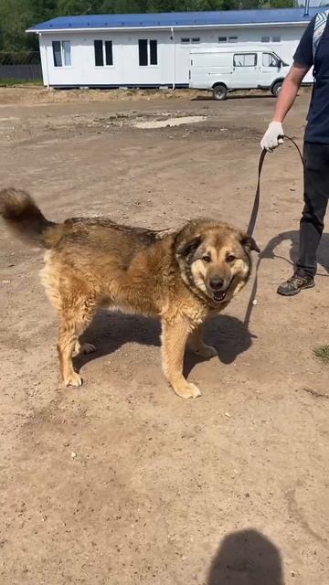 Акела 💔  Вот уже несколько лет томится в застенках муниципального приюта этот шикарнейший парень!