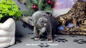 Винсент #скидки #голубогоокрасащенокчихуа +79215950848 #купитьщенкачихуахуапродаю