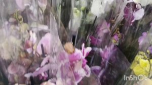 Обзор из магазина "Росток";Дендробиумы,мильтонии и башмачки пафиопедиумы/29.11.25/