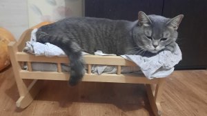 То переезд, то ремонт. Никого покоя