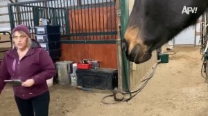 America′s Funniest Home Videos. Animals That Make Us Laugh 😆 Funny Animal Videos