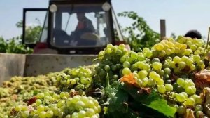 На Ставрополье завершен сбор винограда