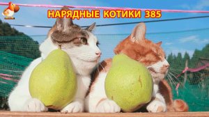 Нарядные Котики расслабляются на солнышке 🌞 🐈🐈🐈 (385)