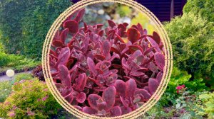 Краснолистные многолетние растения для создания ярких акцентов в саду.