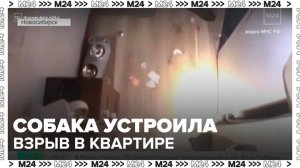 Собака устроила взрыв в квартире в Новосибирске - Москва 24