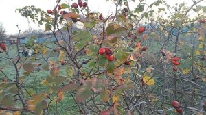 40 дней мамочке сегодня 😞😭! Нажарила гренки ! Юг России🌴!