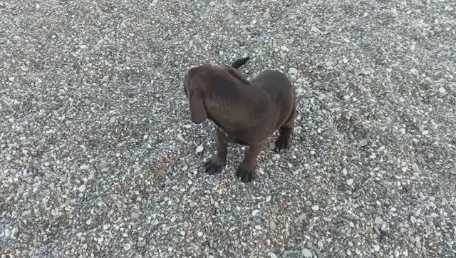 СОБАКА и море (сильный ветер живой звук)