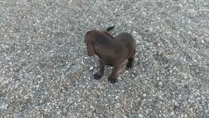 СОБАКА и море (сильный ветер живой звук)