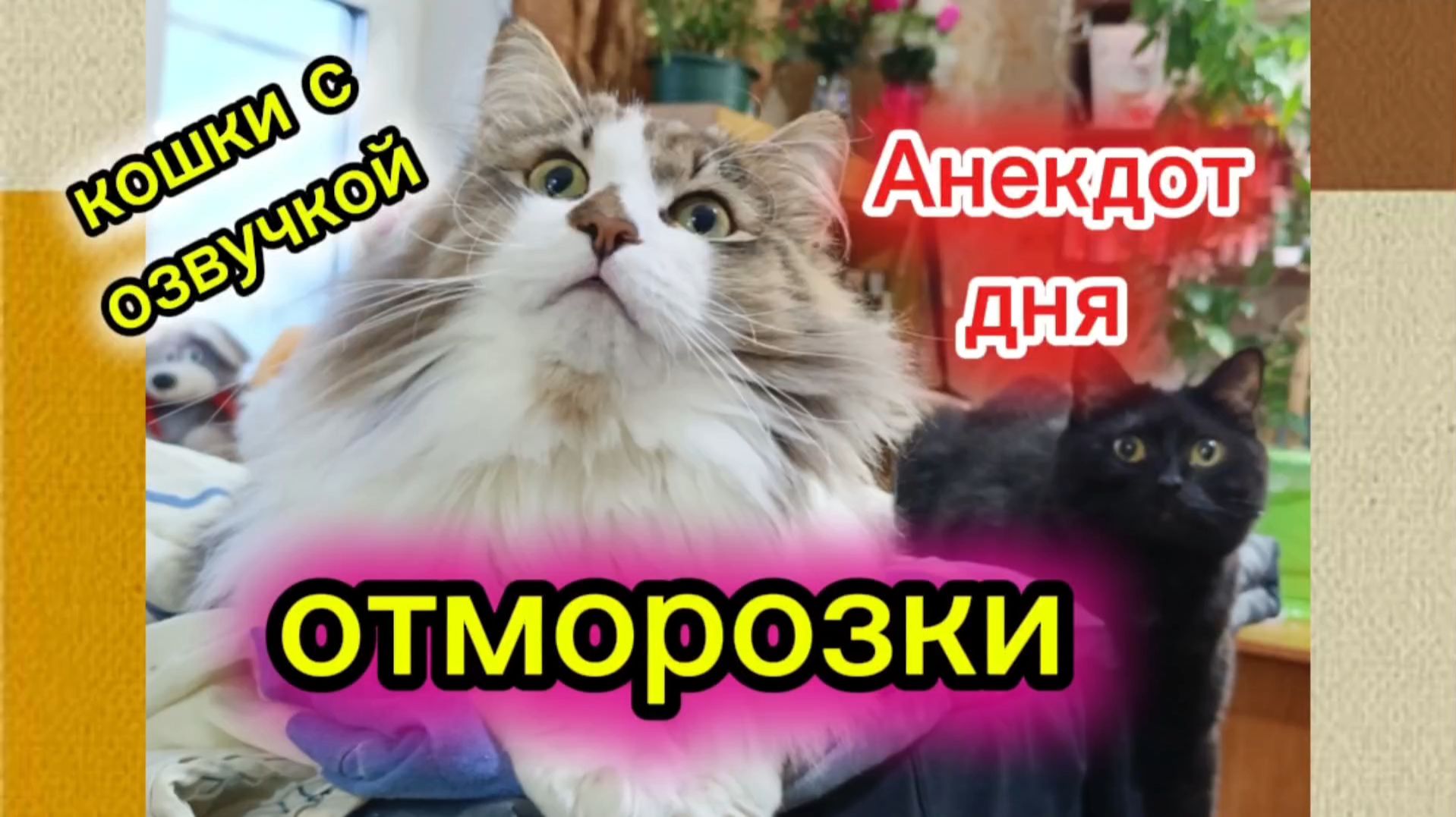 Кошки с озвучкой. Анекдот дня.