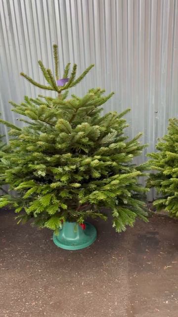 Пихта Нордмана Москва, Стахановская 7  Я.КАРТЫ: VavilElkin