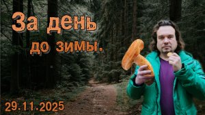 За день до зимы. 29.11.2025