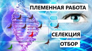 Племенная работа ч1