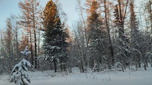 Моржевание в Ноябрьске 29.11.2025