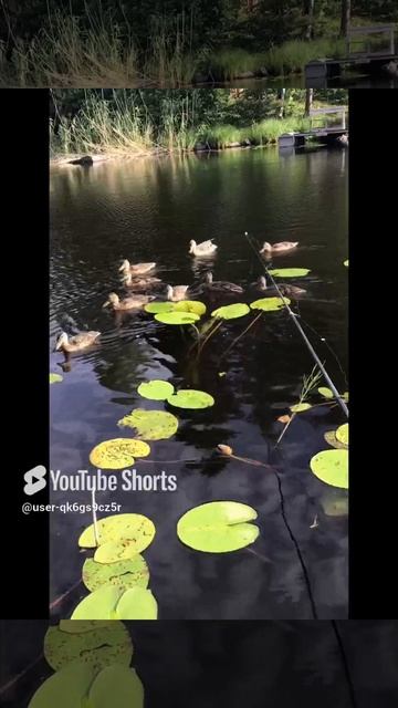 Ленобласть.15.07.2024. Часть 73. Утята. Наконец то на завтраке собрались и старшие, и меньшенькие