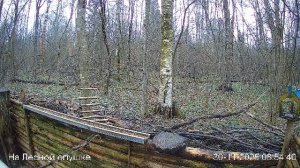 LIVE: На лесной опушке. Природа онлайн