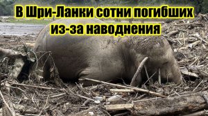 123 погибших и 78 тысяч без крова: Как циклон Дитвах изменил Шри-Ланку навсегда