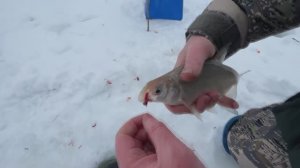 "ВСЕГДА С УЛОВОМ" Как ловить леща по последнему льду на поплавок.