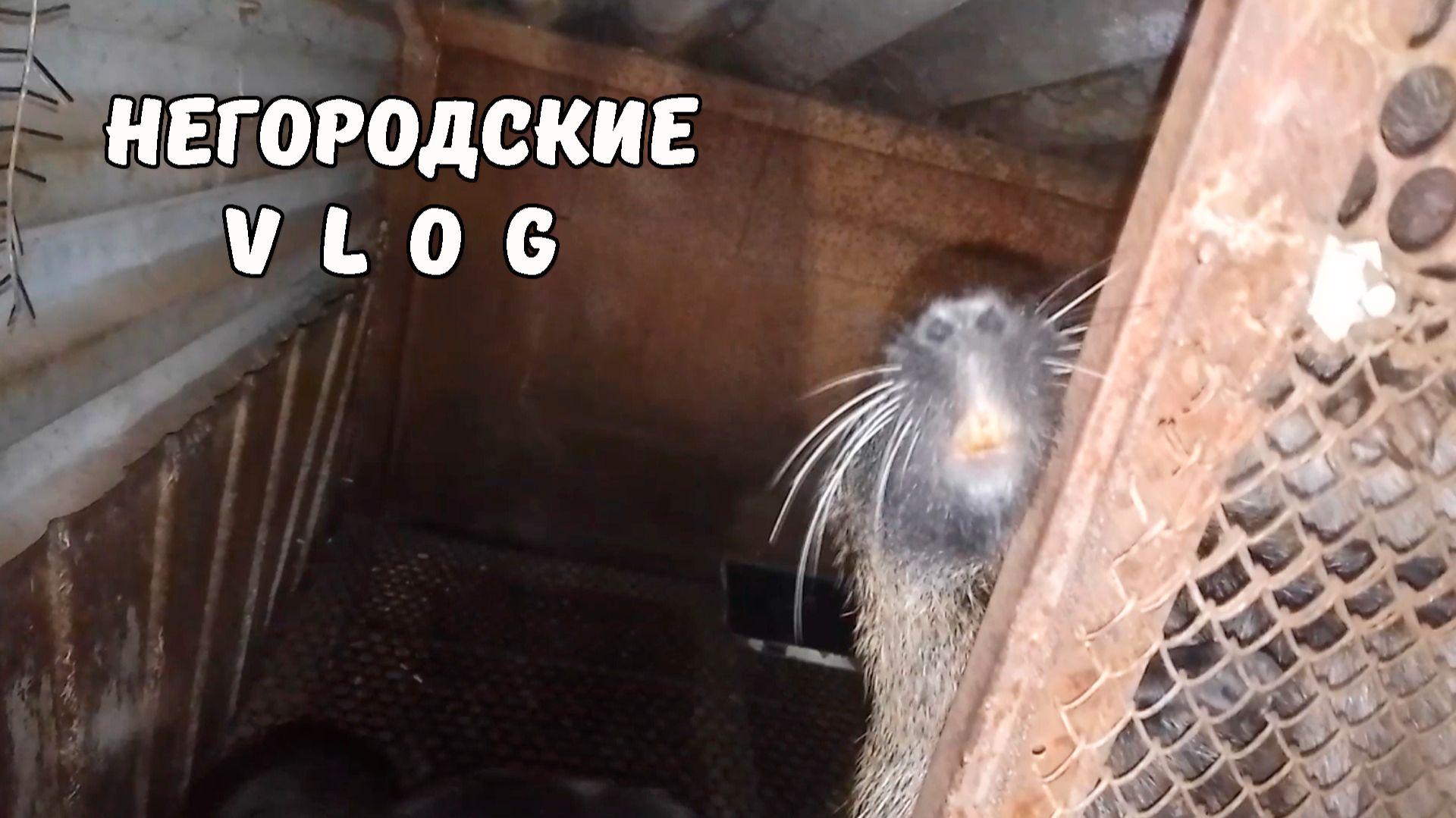 Пересадил самца нутрии в клетку. 22.11.25