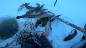 Проверка перемётов на Енисее. 27