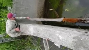 Лисёнок попал в беду