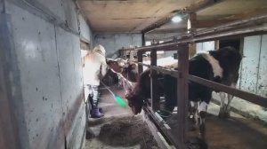 Ферма в одиночку. Гусыня попалась на трюк.