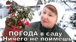 Мы его теряем, а он нам нужен. Вчера зима- сегодня весна. Работы в саду 1 декабря