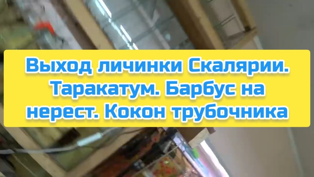 Выход личинки Скалярии. Таракатум. Барбус на нерест. Кокон трубочника смотреть онлайн