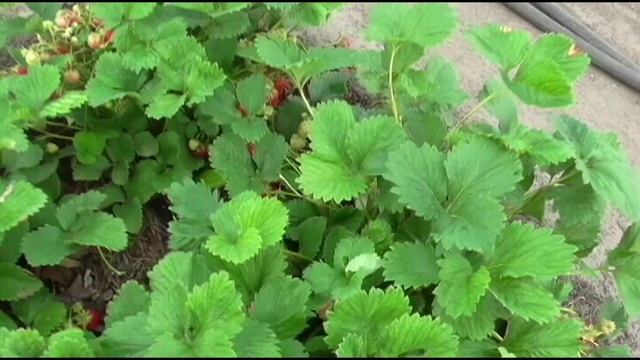 О хранении рассады клубники зимой