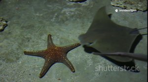 Удивительные факты о морских звездах