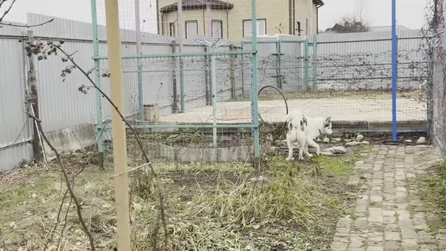 О ВЯЗАНИИ С ДАЧИ смотреть онлайн