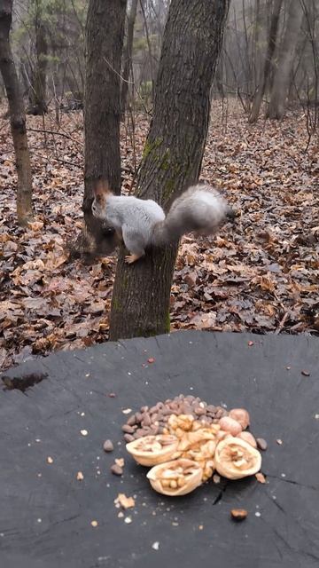 Белка пришла к большому пеньку