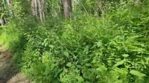 Ep.270 Girls Are on the Adventure (Russian Subtitles)