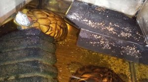 Красноухие черепахи 🐢 вечер 30-11-2025. умная колонка Маруся рассказывает анекдоты.