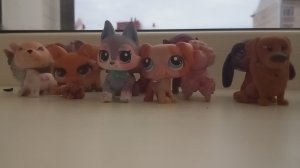 обзор на моих собак и кошек лпс