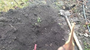 Под зимняя прививка в штамб куста.