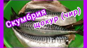 Копчёная РЫБА! Кому-то будет вкусно 🤤