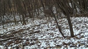 Фото ловушка