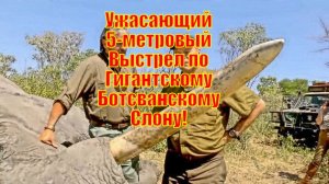 Ужасающий 5-метровый Выстрел по Гигантскому Ботсванскому Слону!