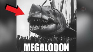В каком океане может выжить МЕГАЛОДОН?