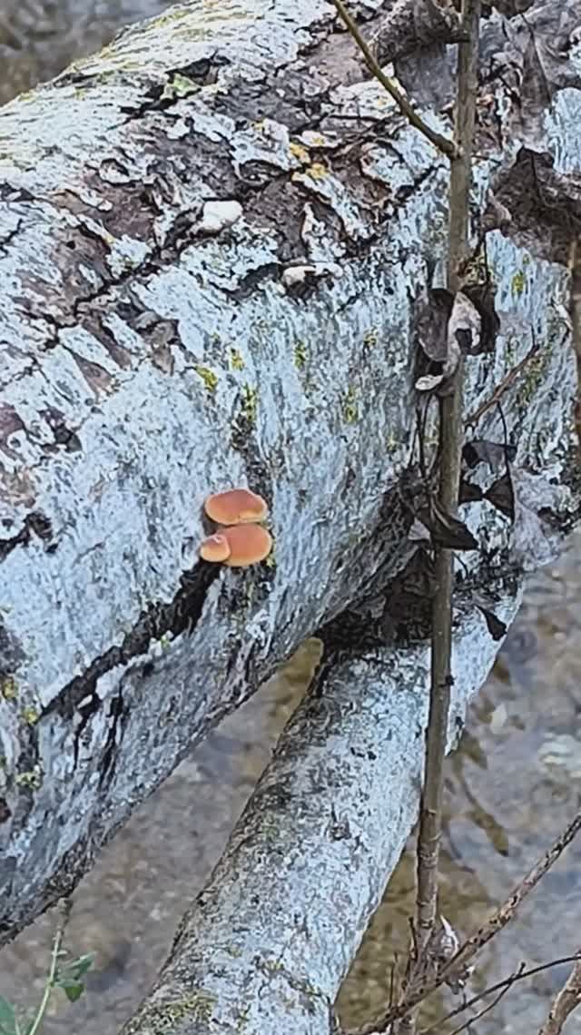 Бельбек Грибочек