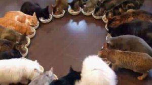 Парад для подписчиков