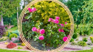 Самые малоуходные части нашего сада без прополки, поливов и рыхления почвы.