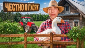 БИЗНЕС НА ГУСЯХ: содержание, кормление, забой-отвечаю на вопросы #МоеПодворье