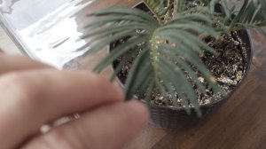 Как всходит и растёт Финик канарский, Цикас